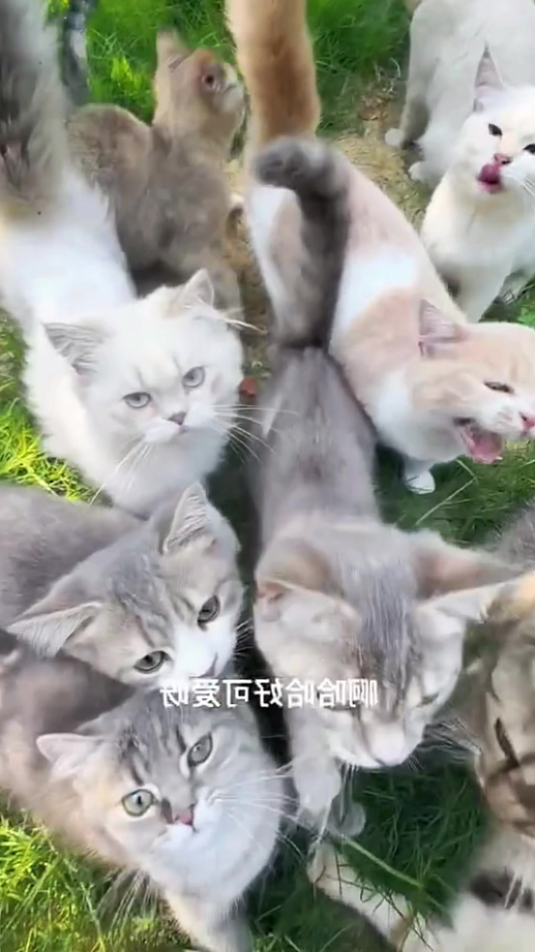 @Cute_kitten