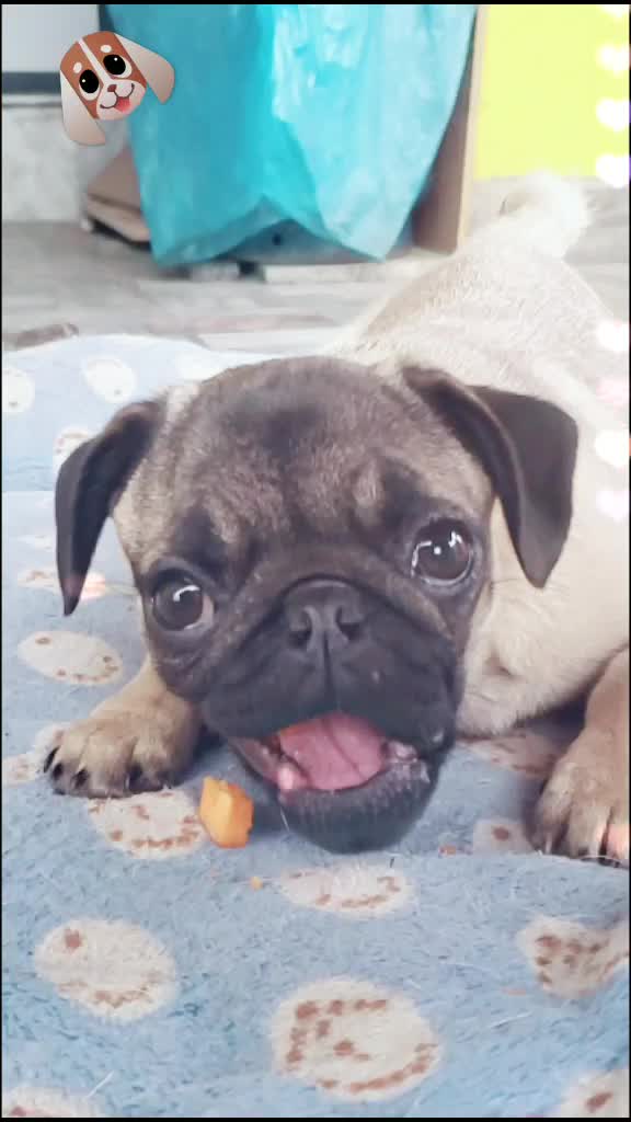 @House of PETs