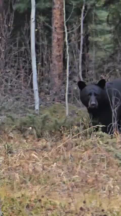 @Banff Nature and Wildlife