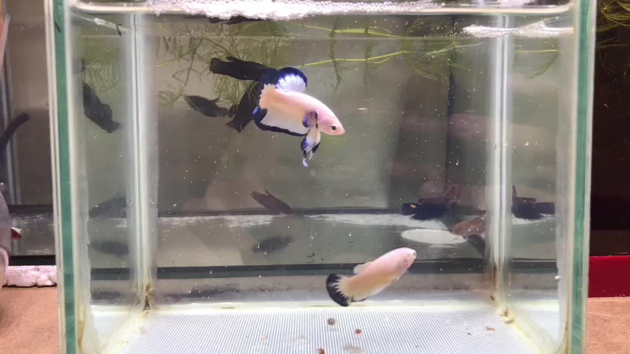 @The Betta-Buddy Shop
