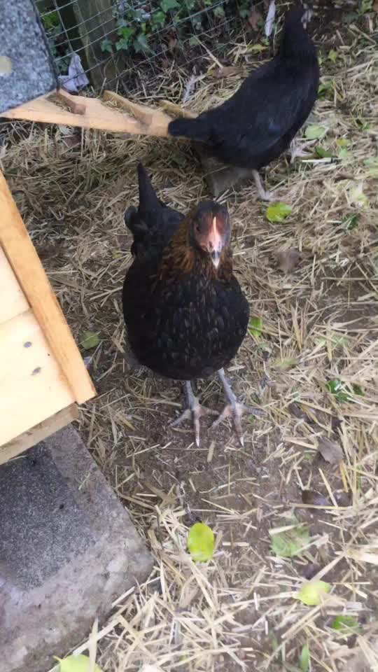 @Hens ๐ฅฐ๐๐๐ฅ๐ฅ