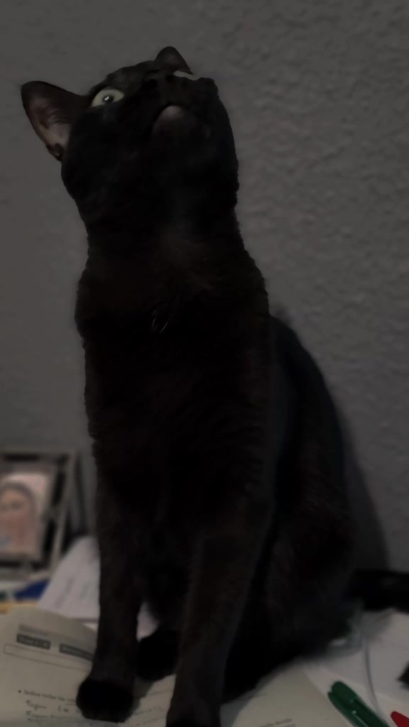 @lalocadelosgatos