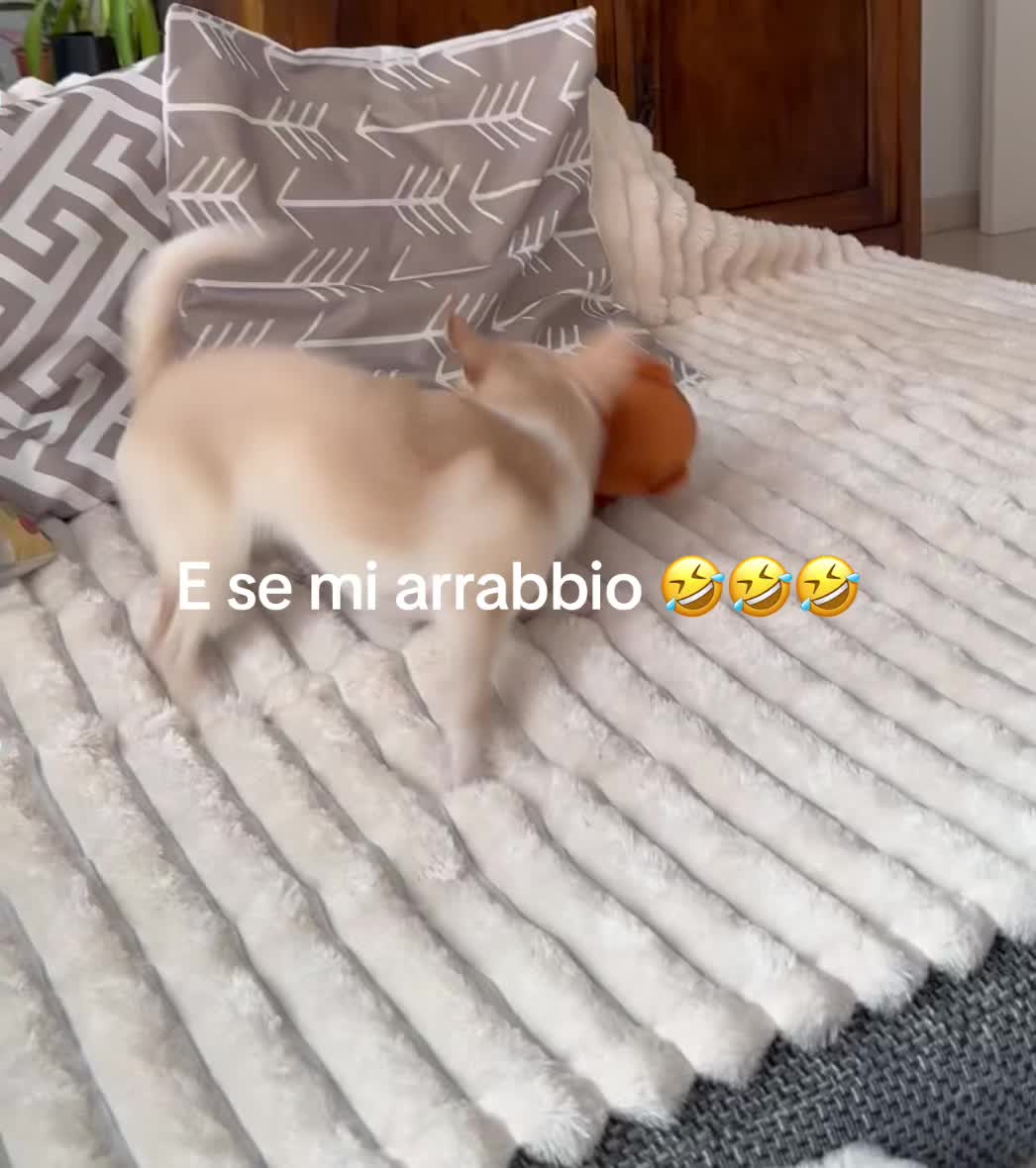 @Nuvole