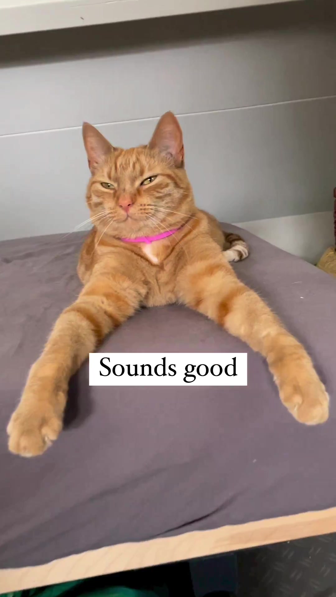@Purrfect Spark