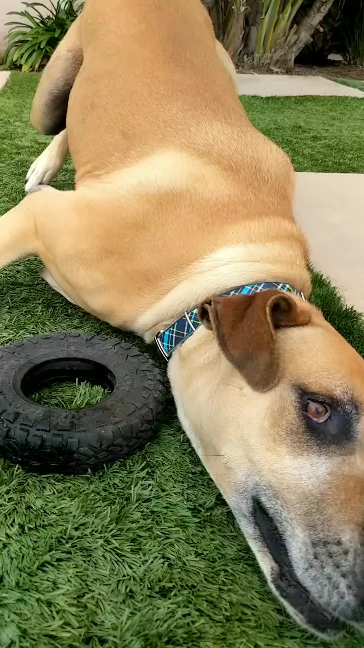 @dogsontherun