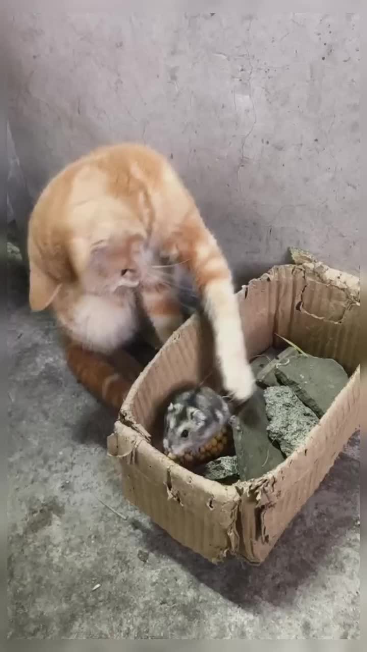 @healing pet