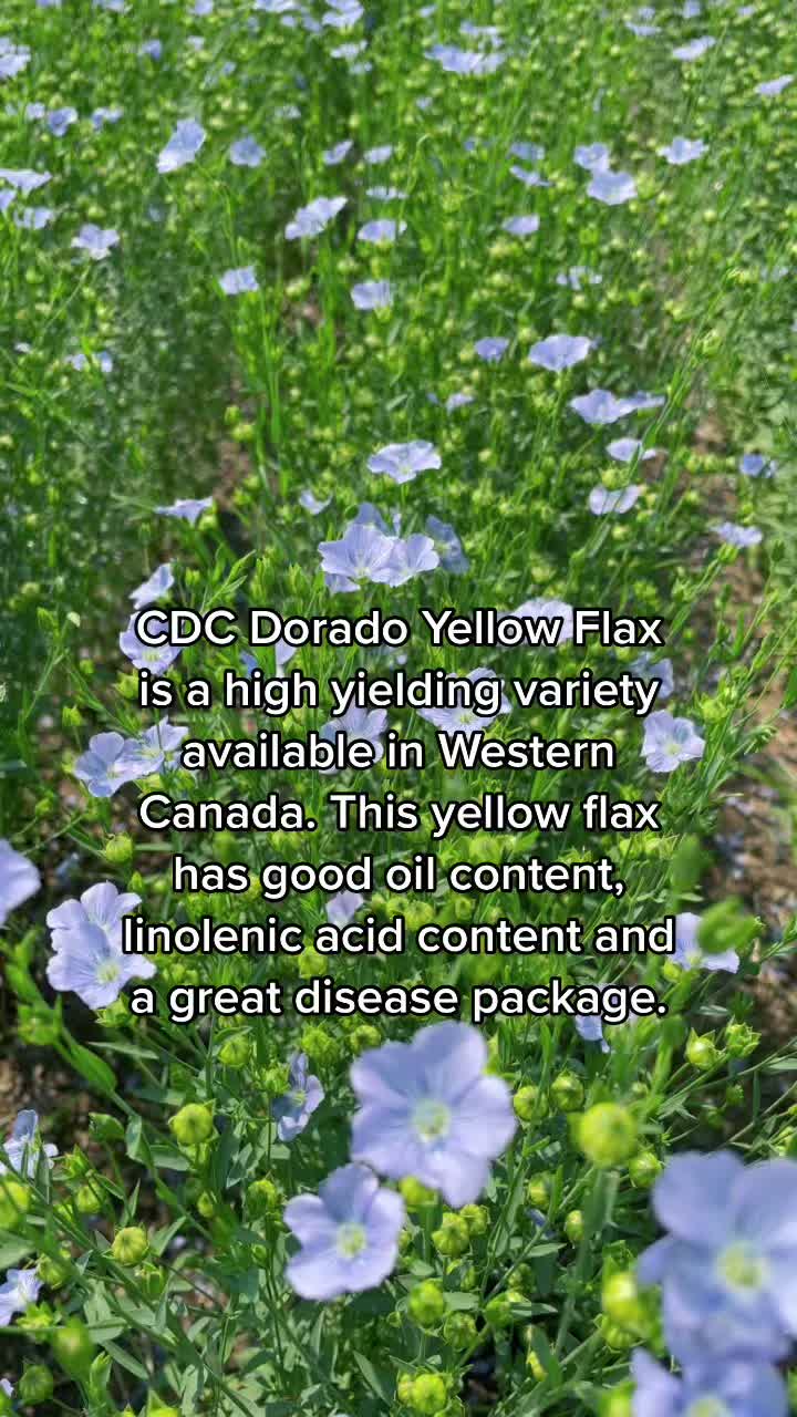 @seednetca