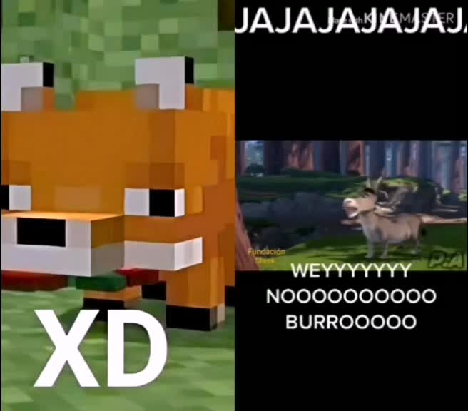 @Zorrito xd 🦊