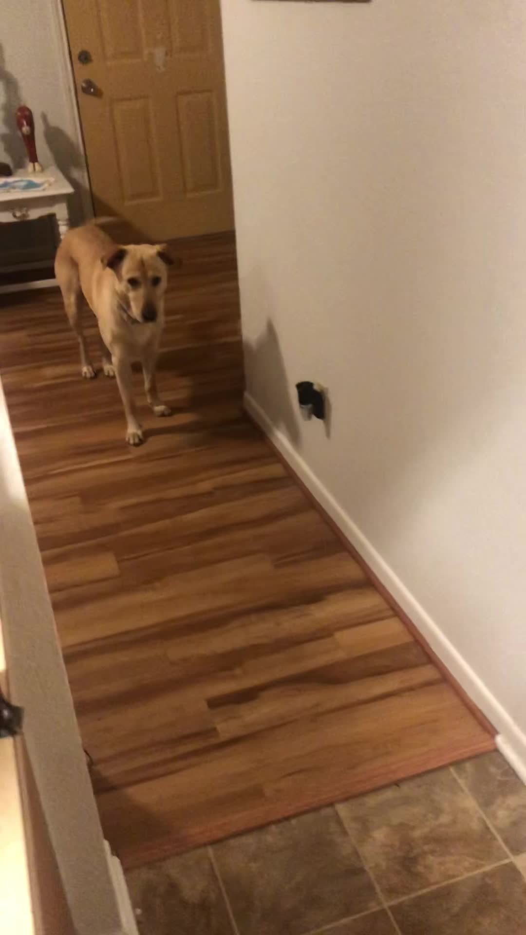 @Macaroni the Cat