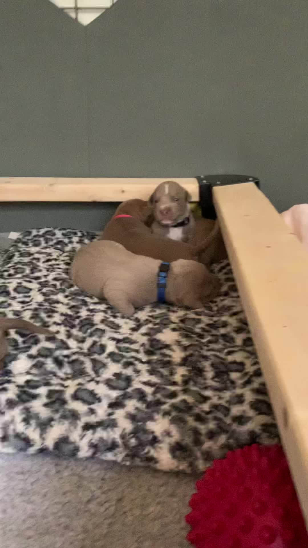 @Mount_Ruckus_Kennels
