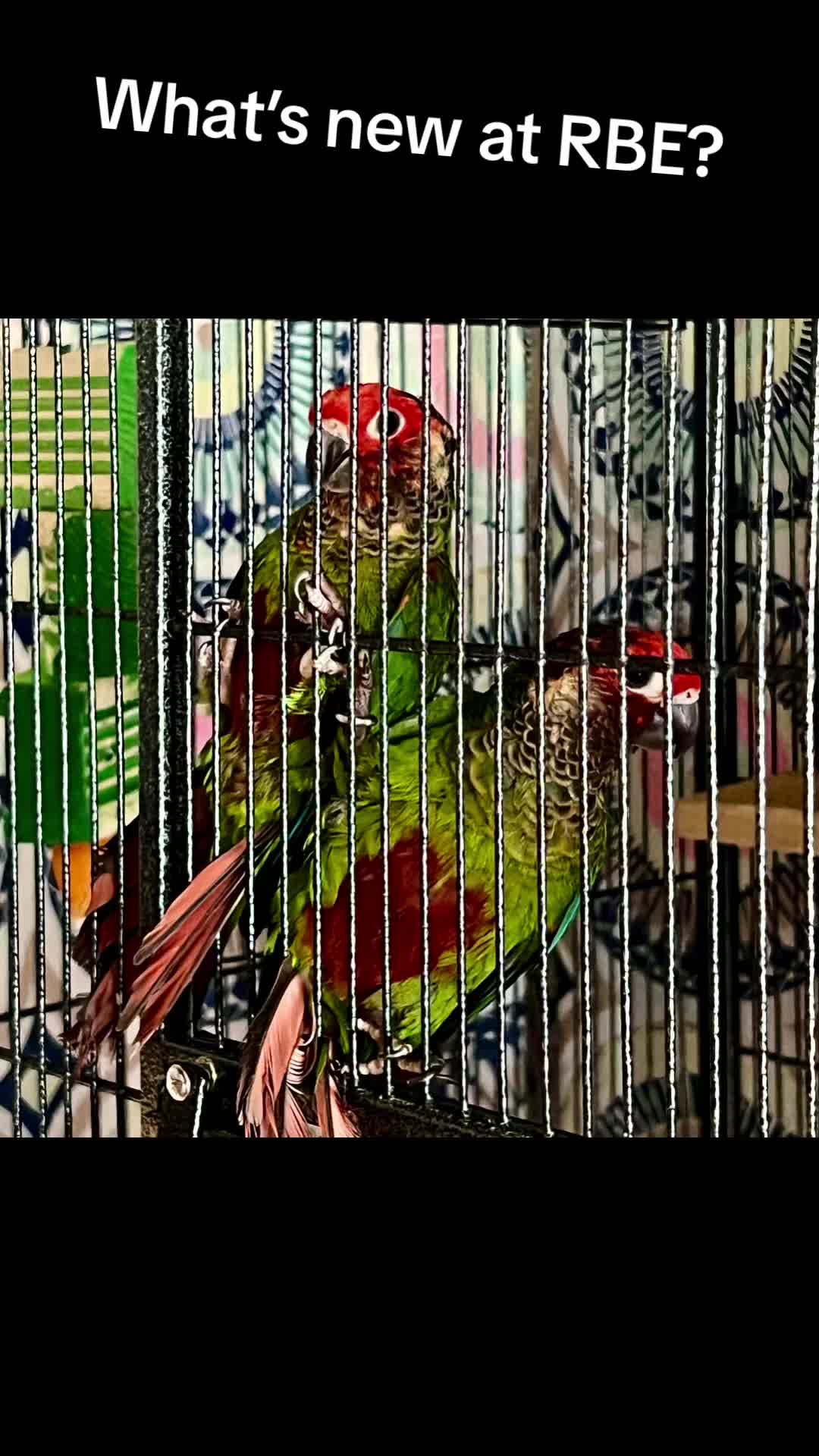 @Rain Blossom Birds