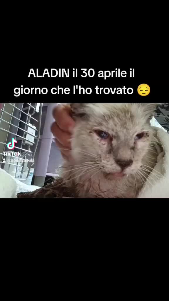 @sonia