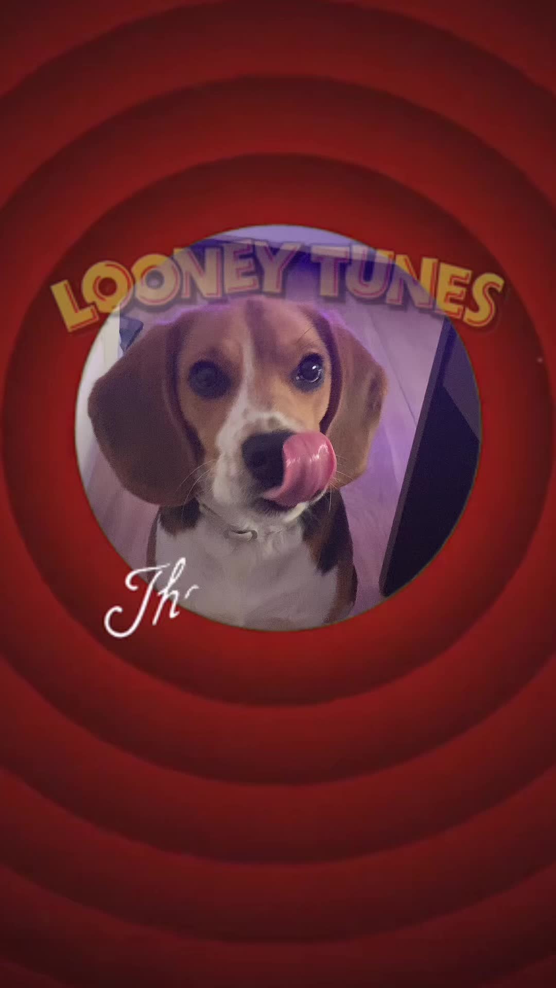 @biggieelbeagle