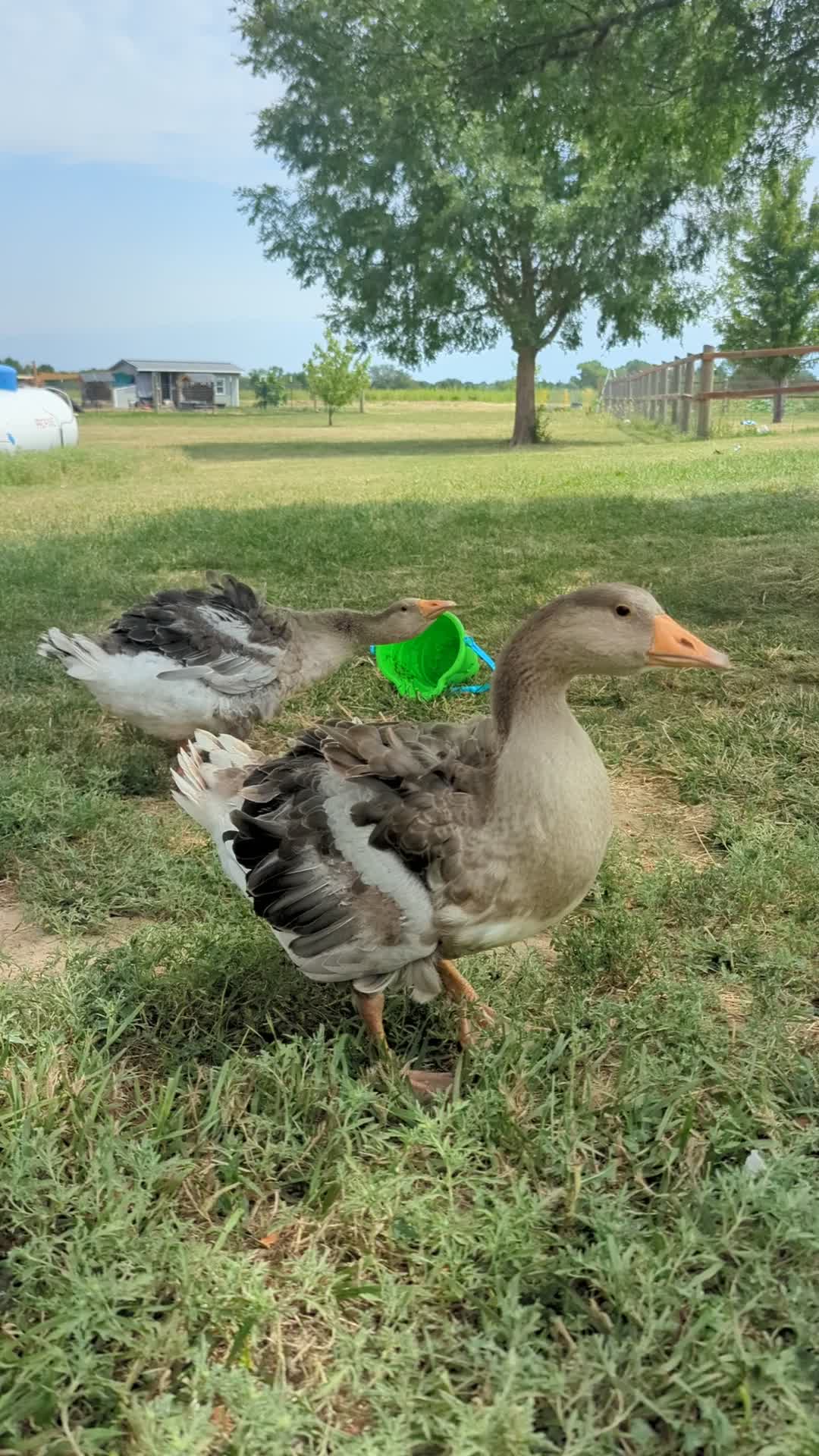 @megz_eggz_chickens