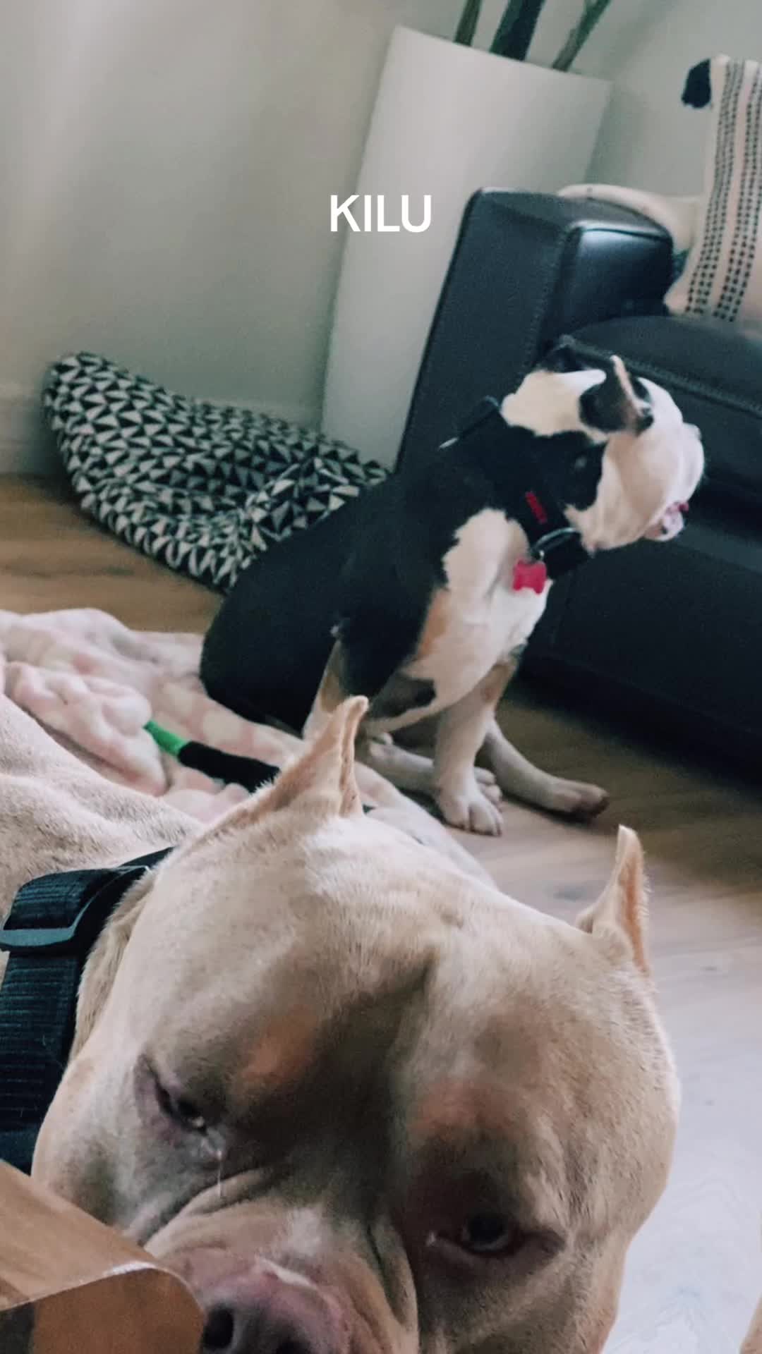 @chinomendezbully