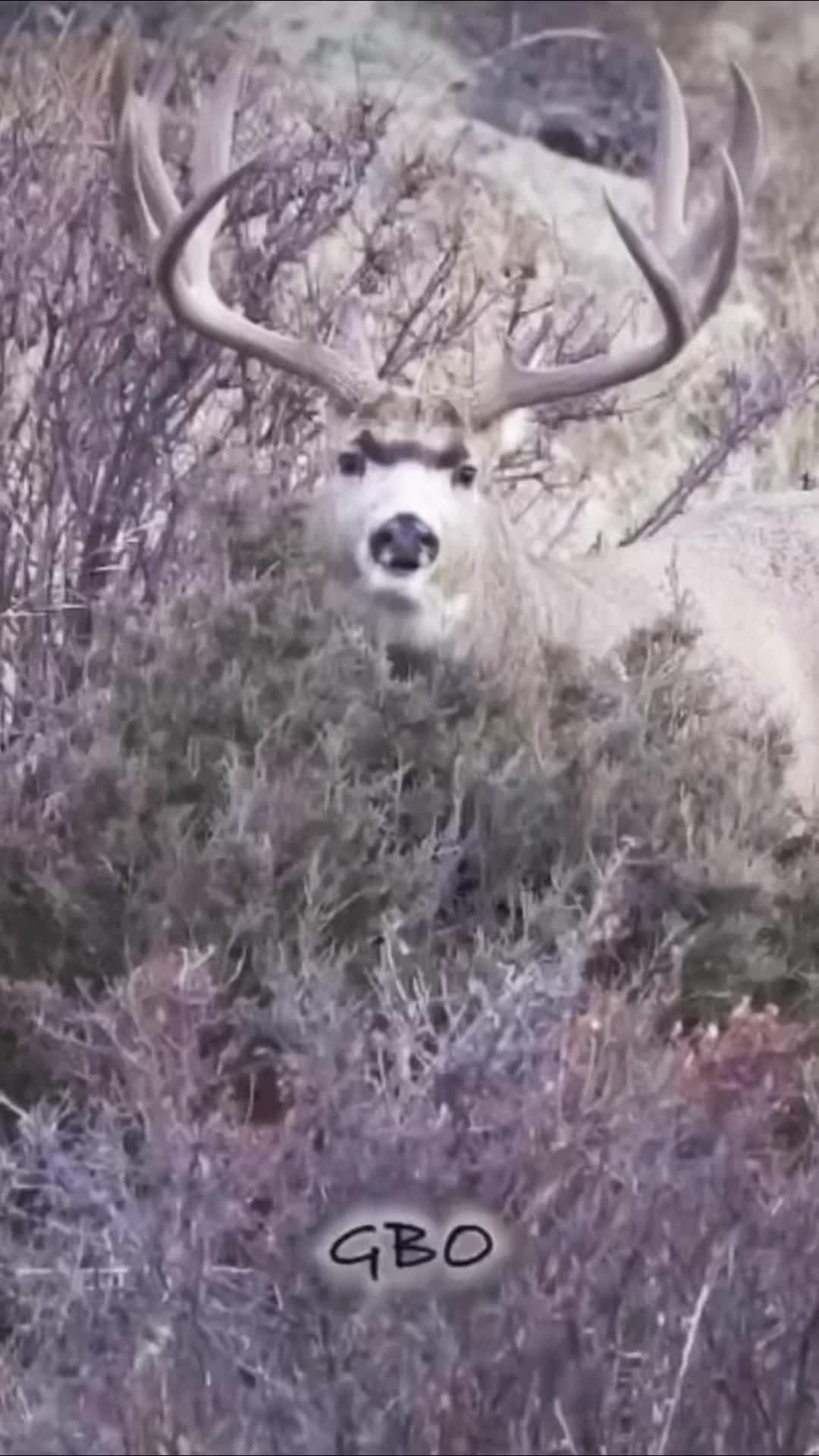 @WildLandTines