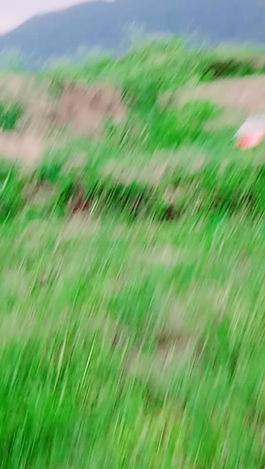 @ଗଞ୍ଜାମ ଟୋକା ହିଲାକେ ରଖ 🤘ଦେଗା