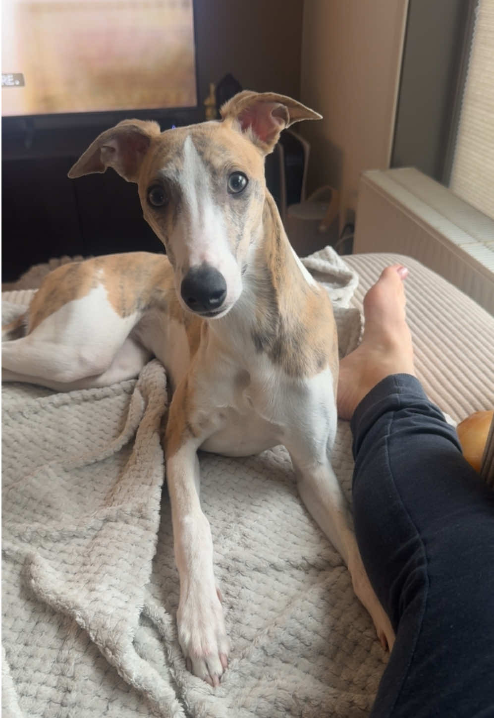 @bianka.the.whippet