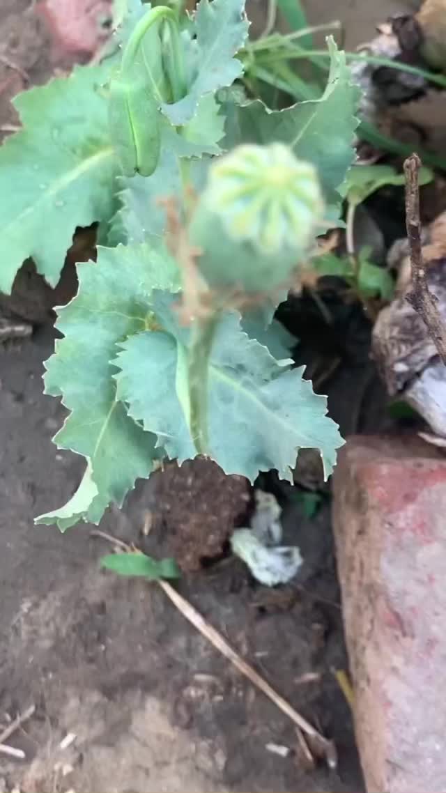 @singhsharan7