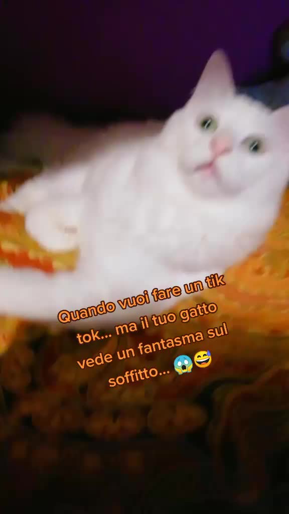 @Monica Gramaglia