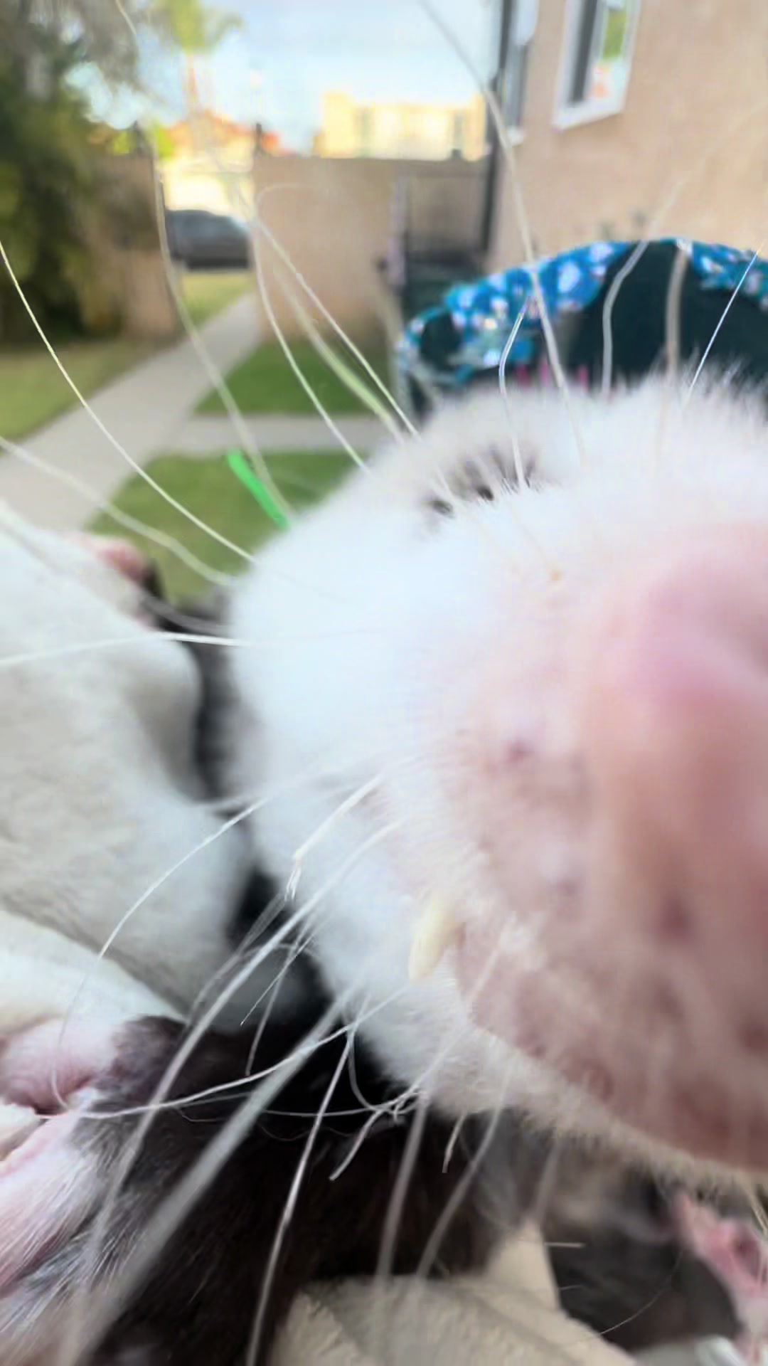 @Poppy Opossum