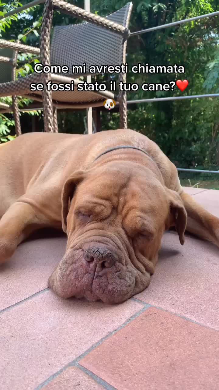 @sonorosy🐶