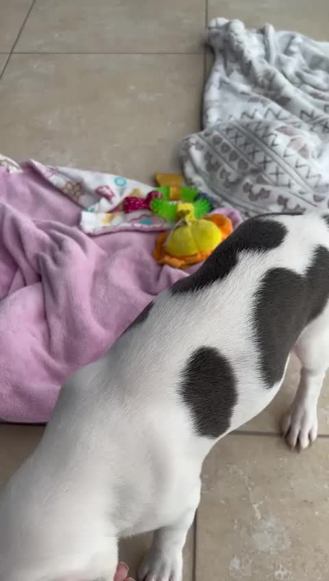 @Boston terrier