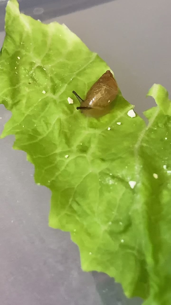 @Улитки ахатины🐌