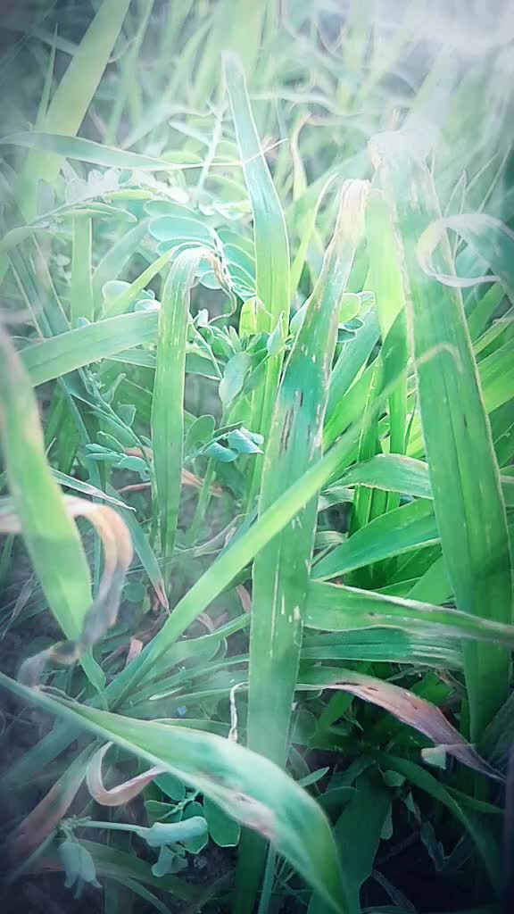 @Ankita Bhunia
