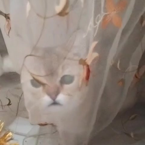 @Simba cat