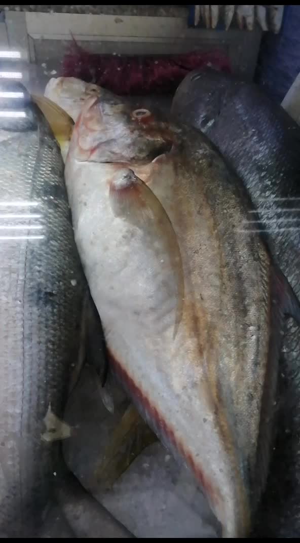 @fish mart@007