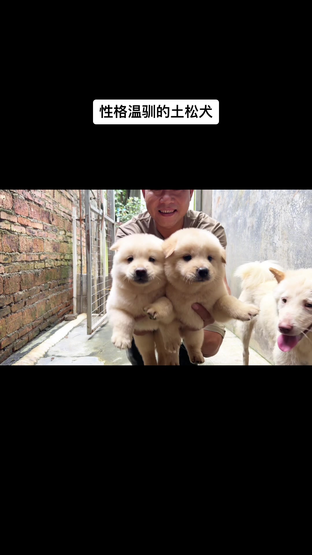 @南粤陪伴犬