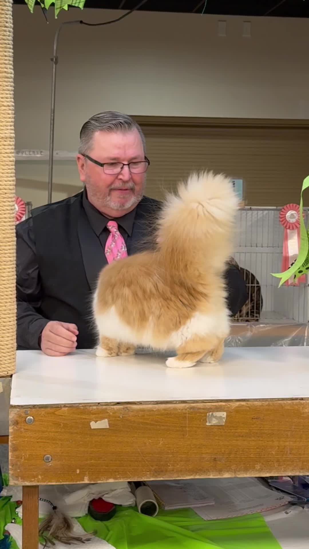 @NewVisionCatClub