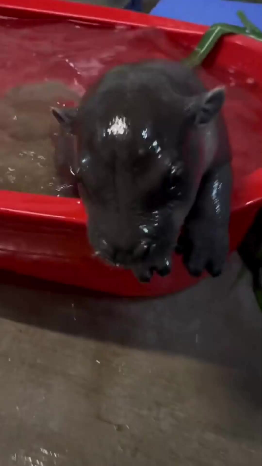 @babyhippoco