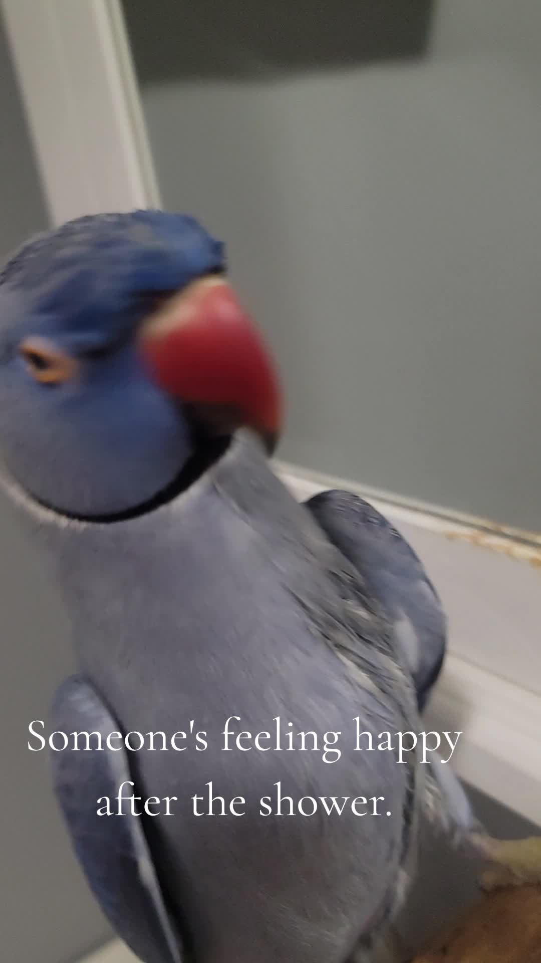 @lilotheparrot & Sky