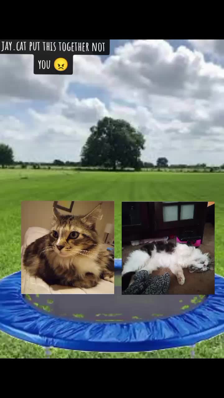 @Jay.Cat.2013