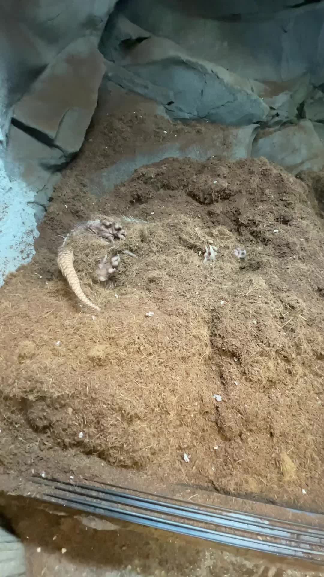 @The Reptarium