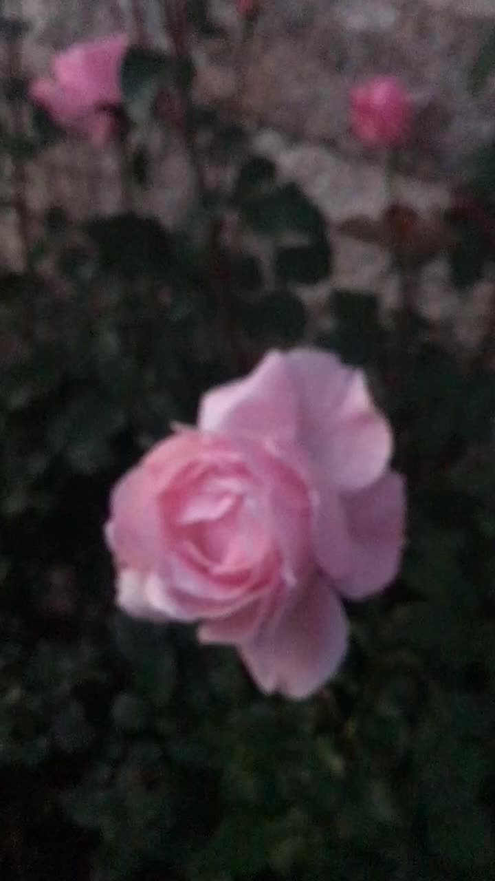 @Simona Pes