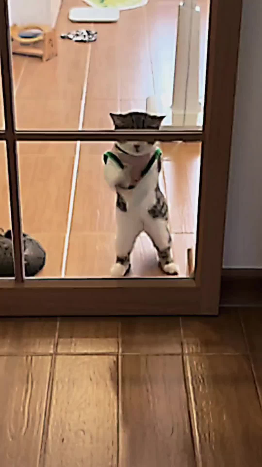 @PET CAT DOG