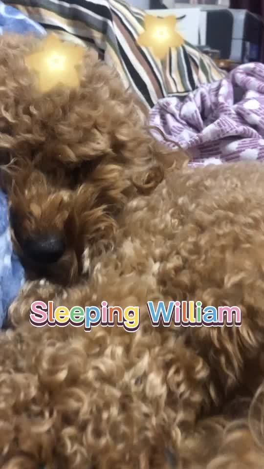 @William the Great