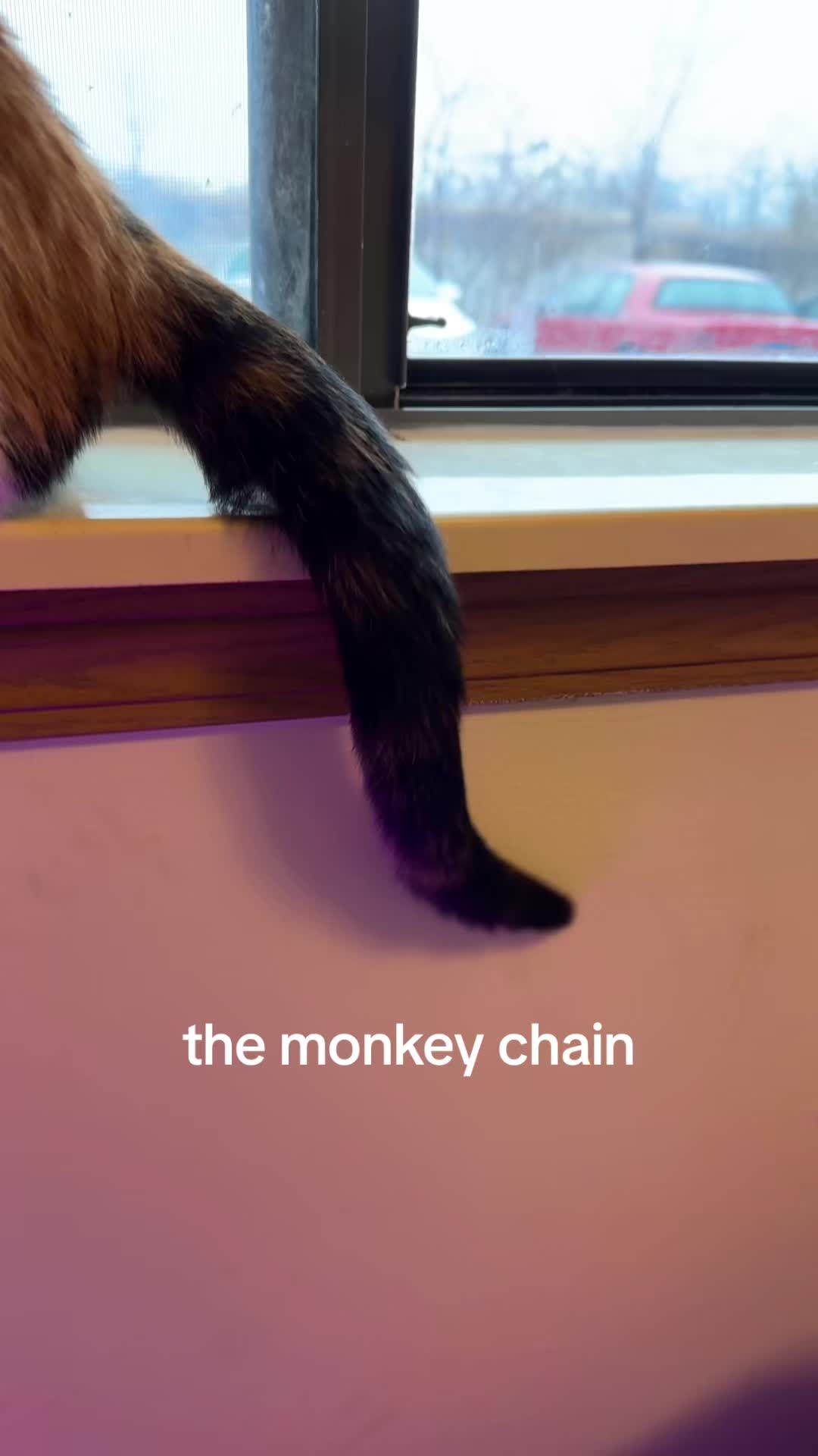 @mo