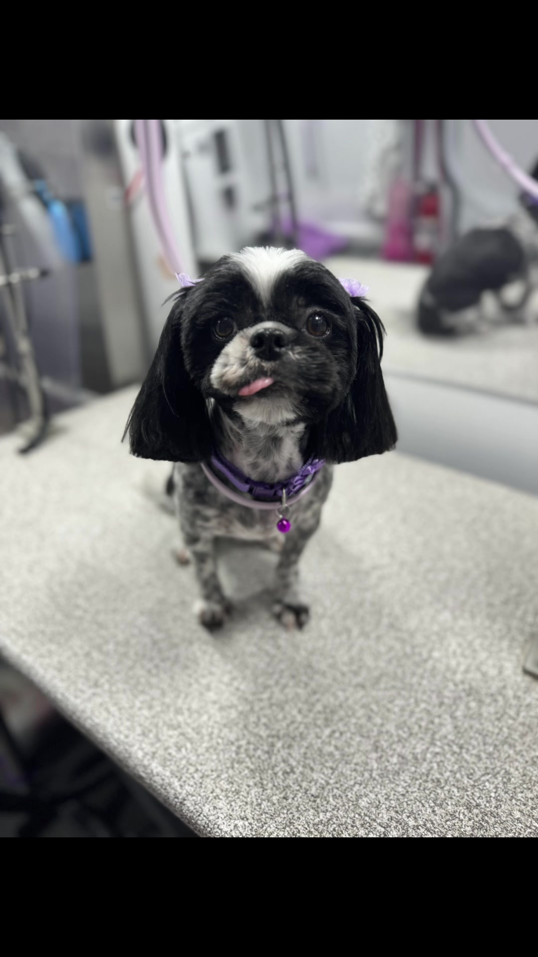 @the_Pawfectionist