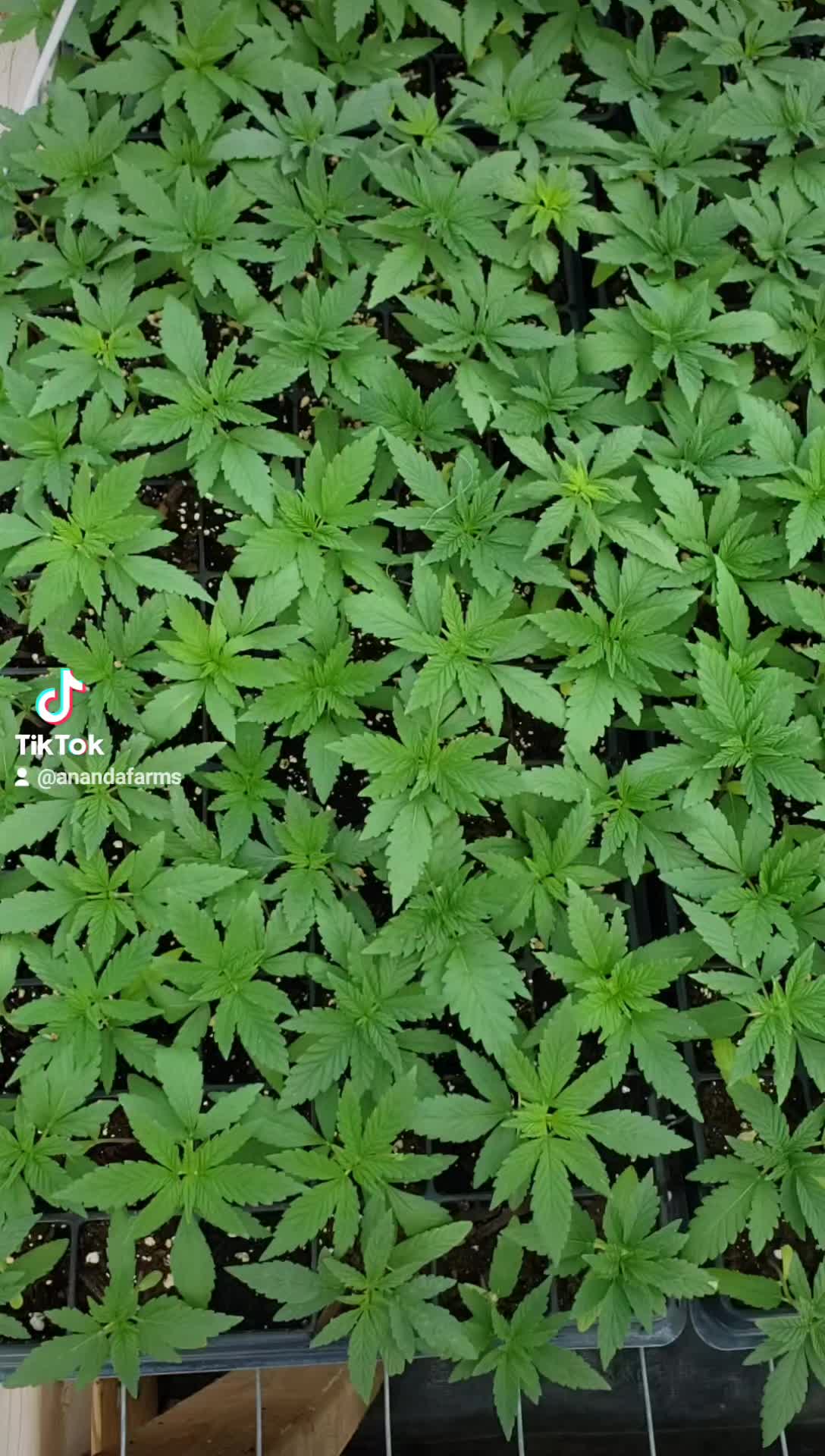 @AnandaFarms