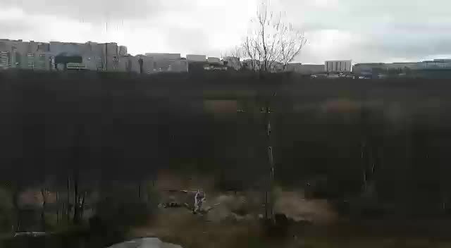 @amstaff_iar