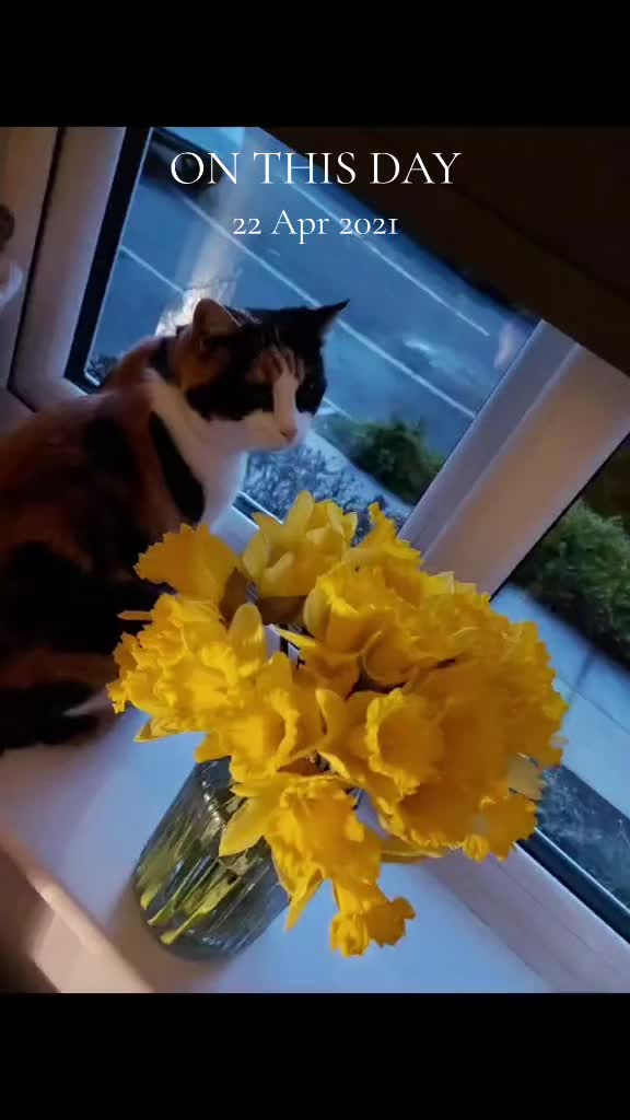 @🐾 LOLA CAT 🐾