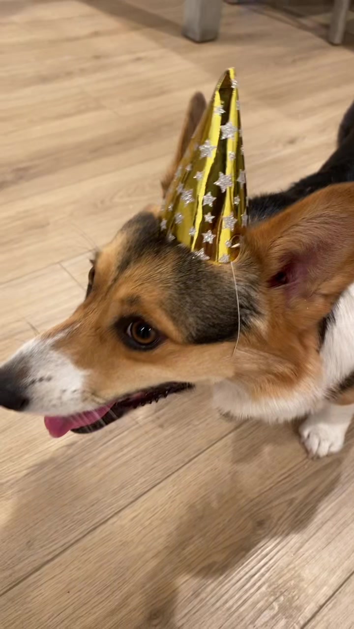 @Xena Warrior Corgi