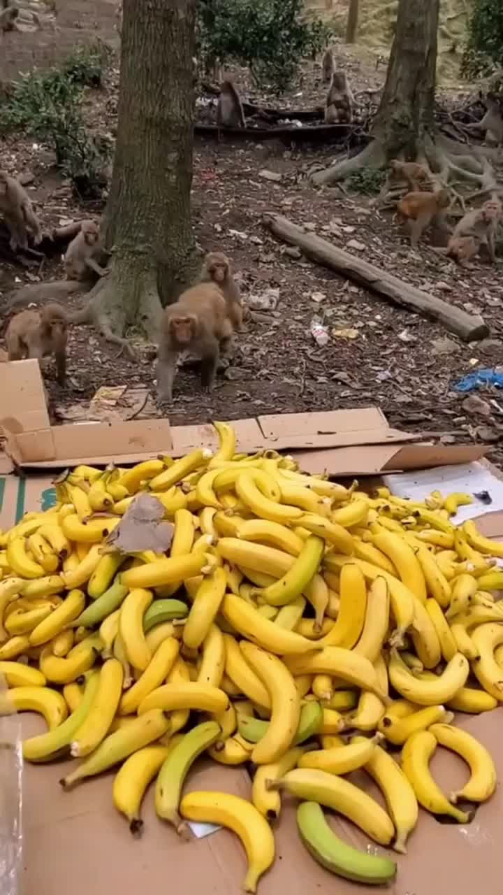 @Помидор