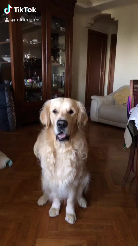@Leo_nrl_golden