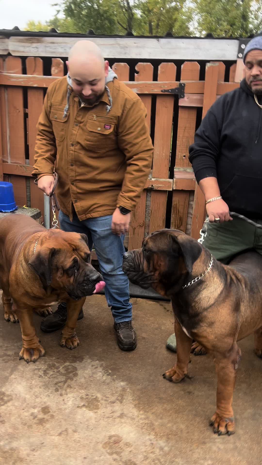 @D&K Boerboels