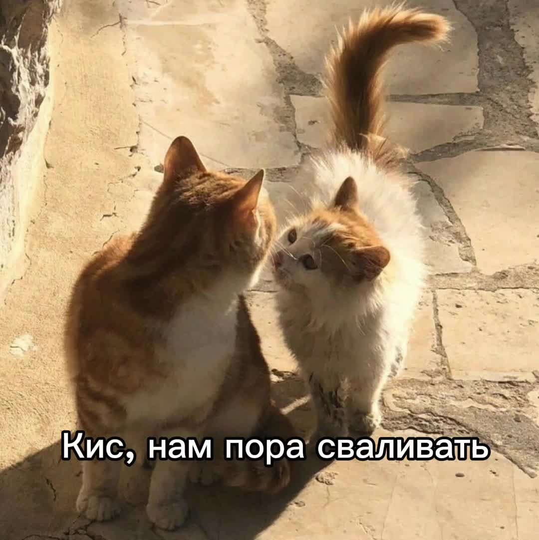 @Шпек.